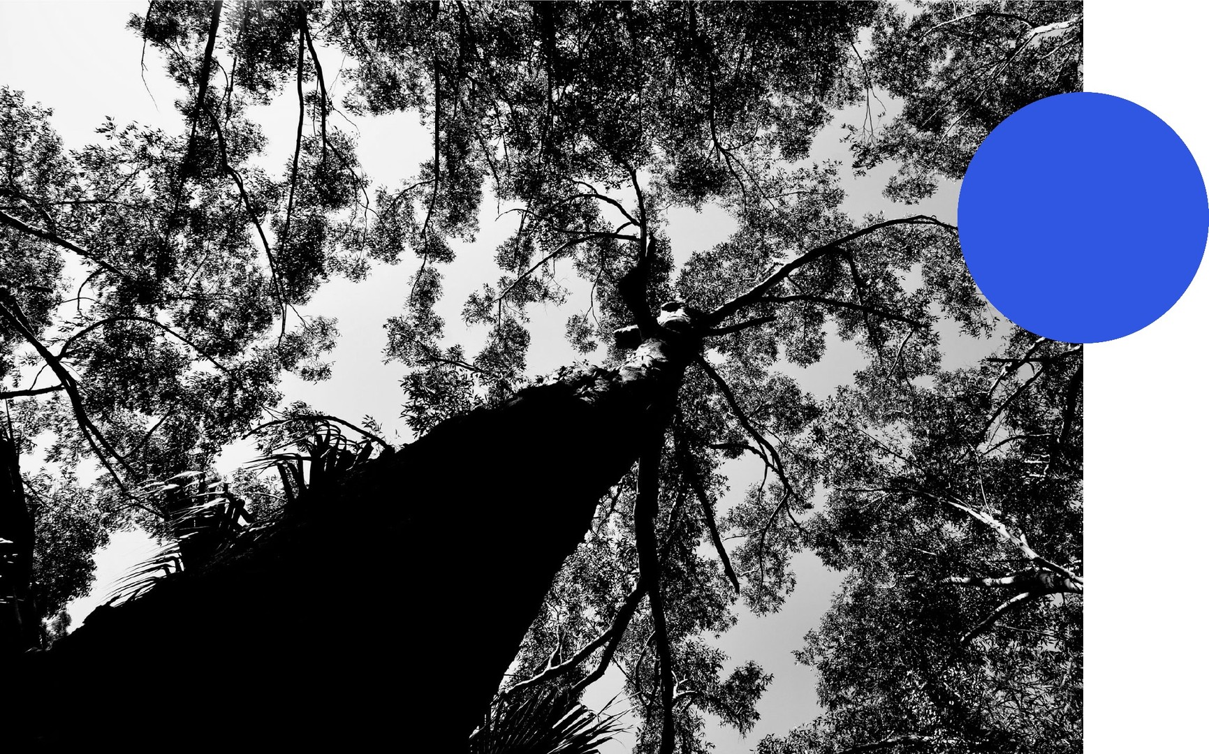 Tree canopy looking up